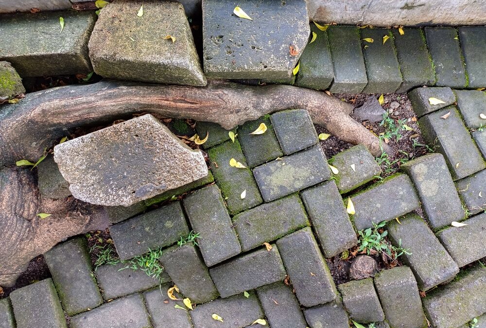Does Home Insurance Cover Tree Root Damage?