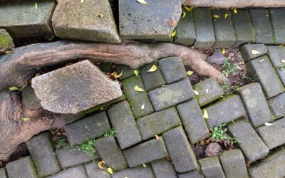 Does Home Insurance Cover Tree Root Damage?